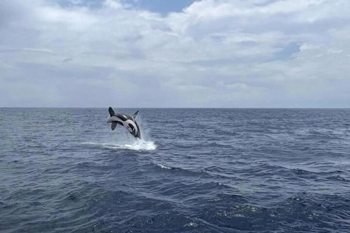 delfín vyskakující z vody v oceánu