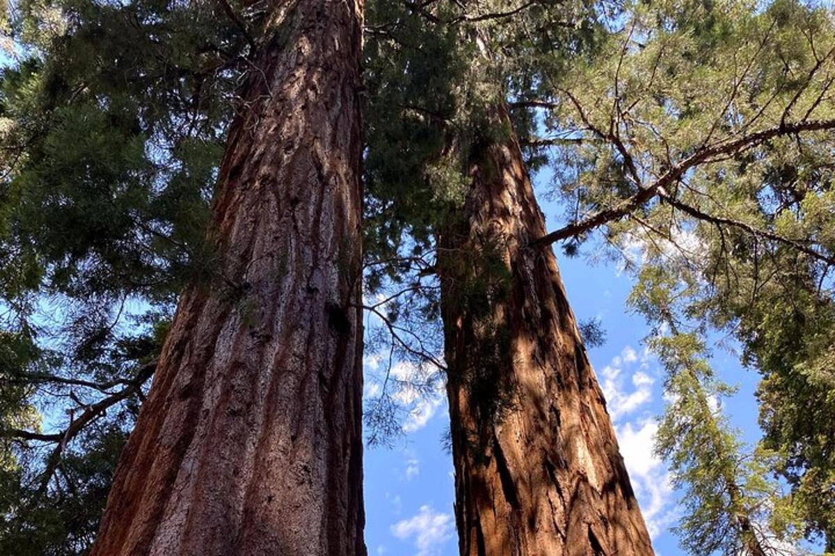 two tall trees standing next to each other