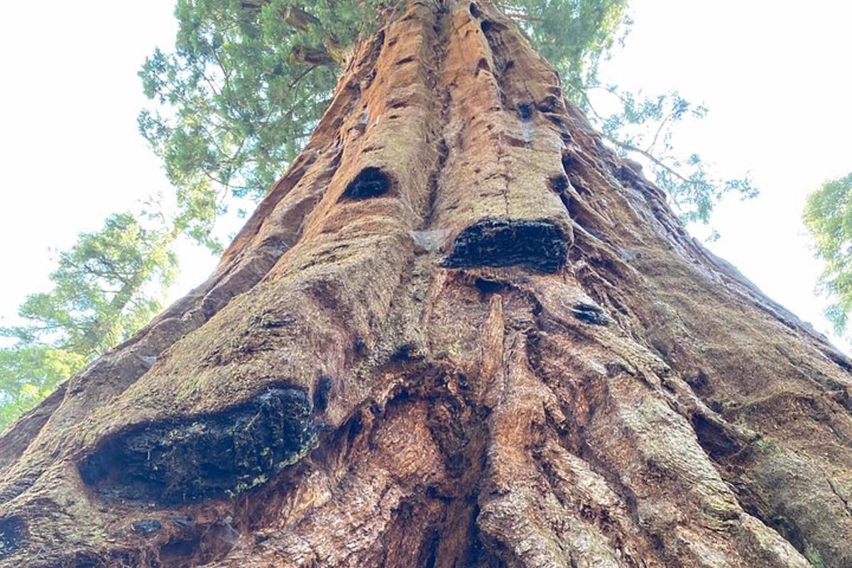 a close up of the trunk of a large tree