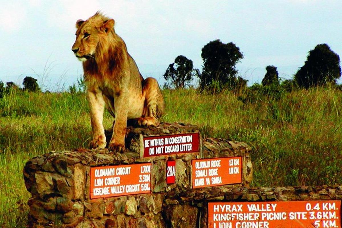 a lion sitting on top of a stone wall with signs