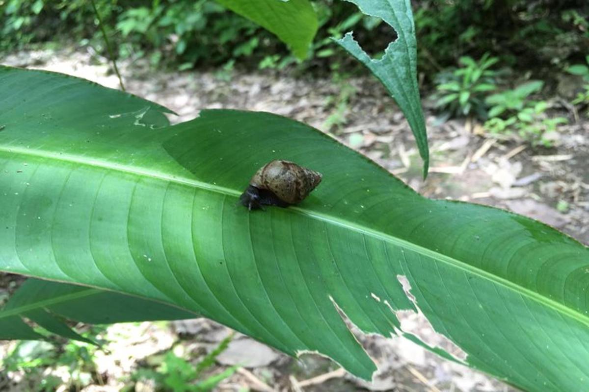 a small frog sitting on a green leaf