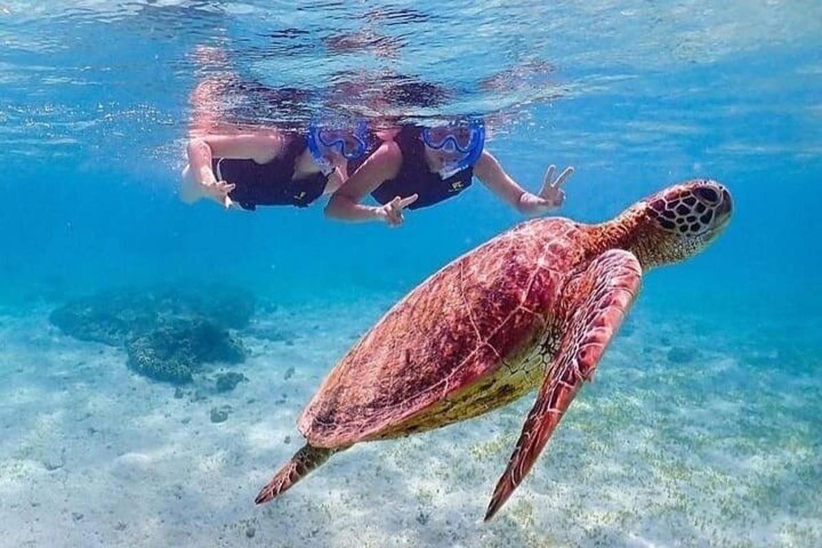 una tortuga verda nedant a l'aigua amb dues persones