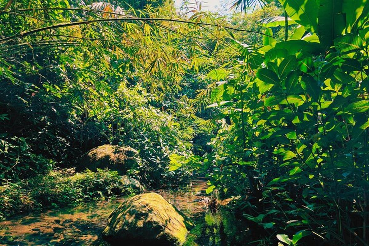 a lush green forest with rocks and trees