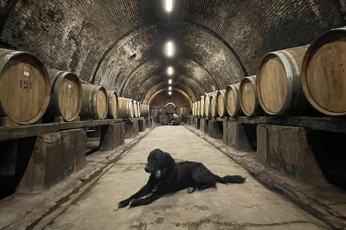 un cane sdraiato sul pavimento in un tunnel con dei barili