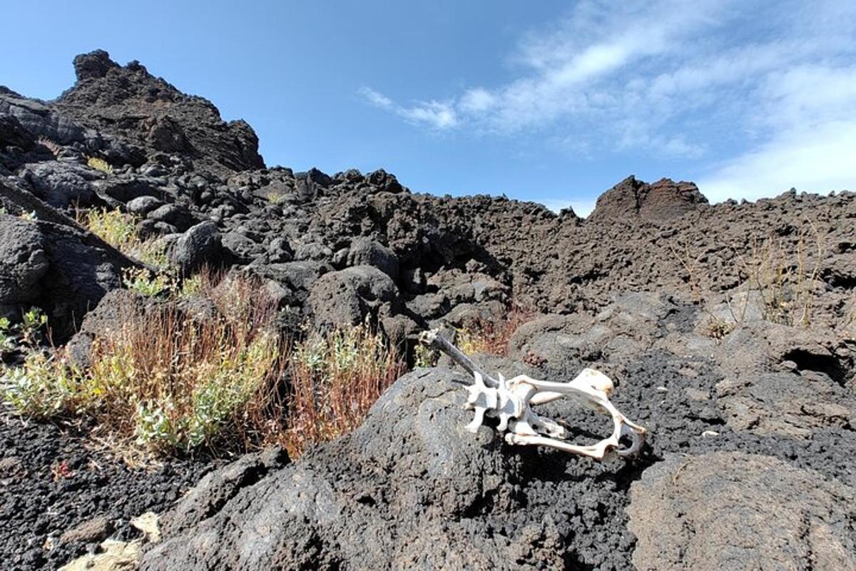 una calavera morta sobre una roca a la muntanya