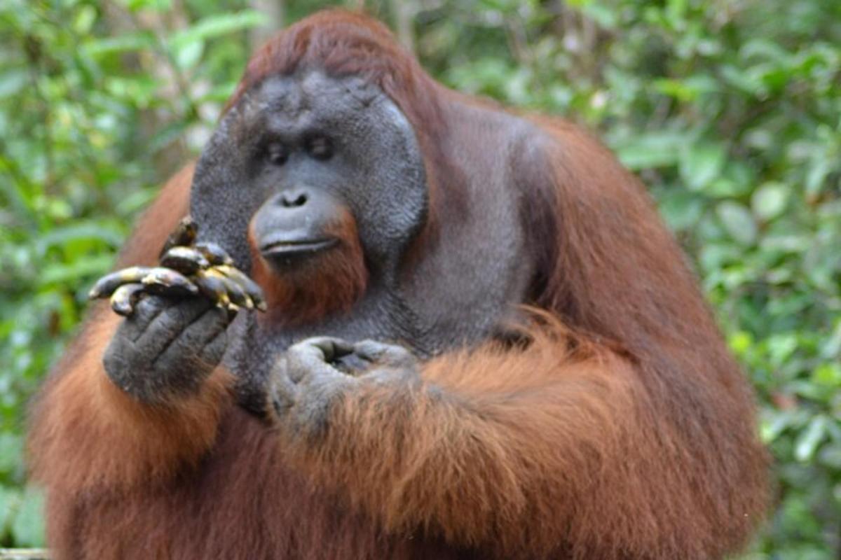 a monkey is eating a bunch of bananas