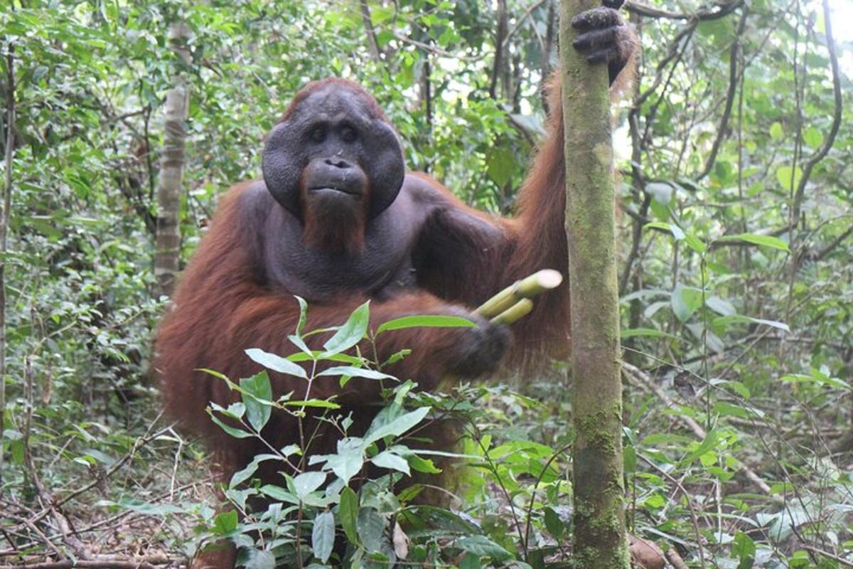 a gorilla standing in the forest with its paws on a tree