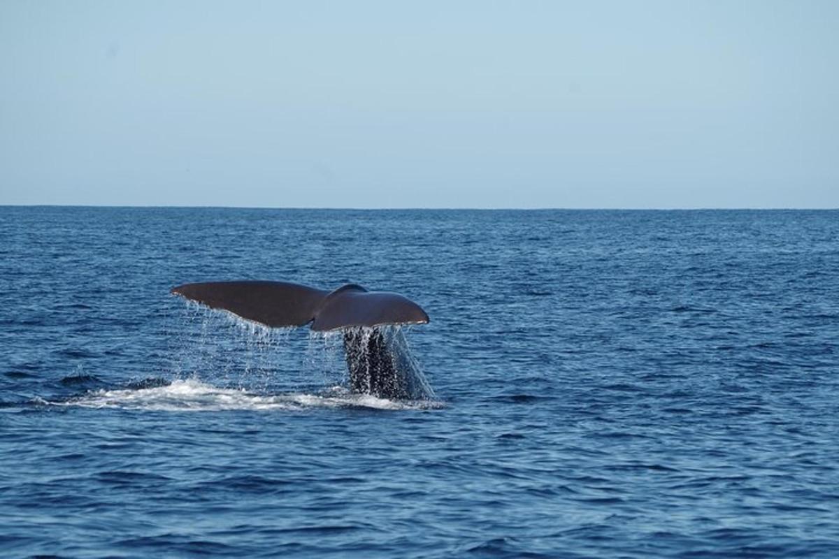 a humpback whale jumping out of the water