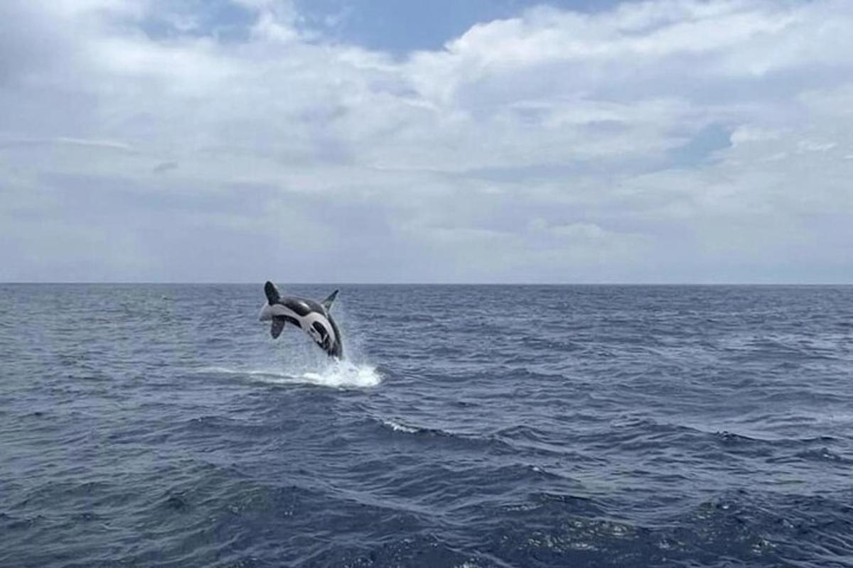 en delfin som hoppar upp ur vattnet i havet