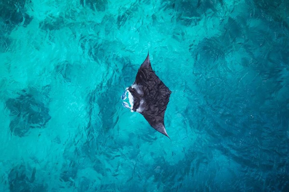 un animale marino che nuota nell'acqua