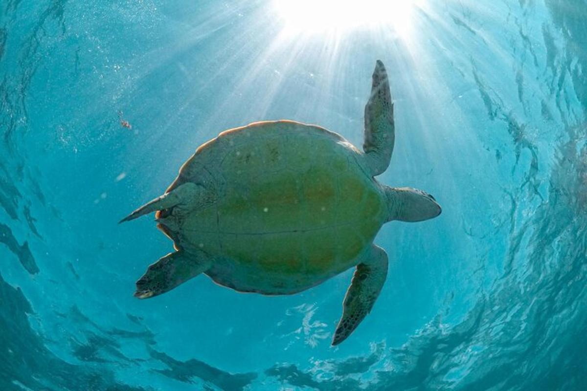 una tortuga verda nedant a l'aigua blava