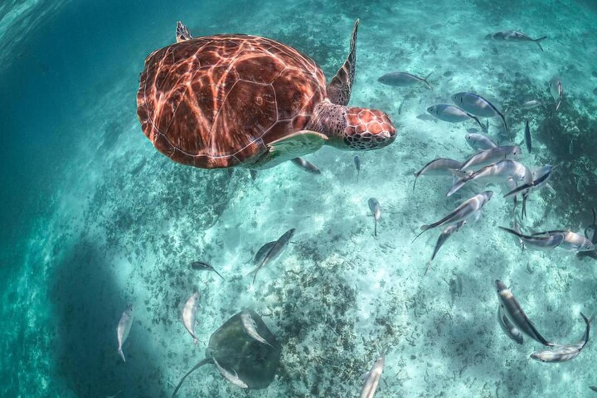 želva plave v oceánu se skupinou ryb