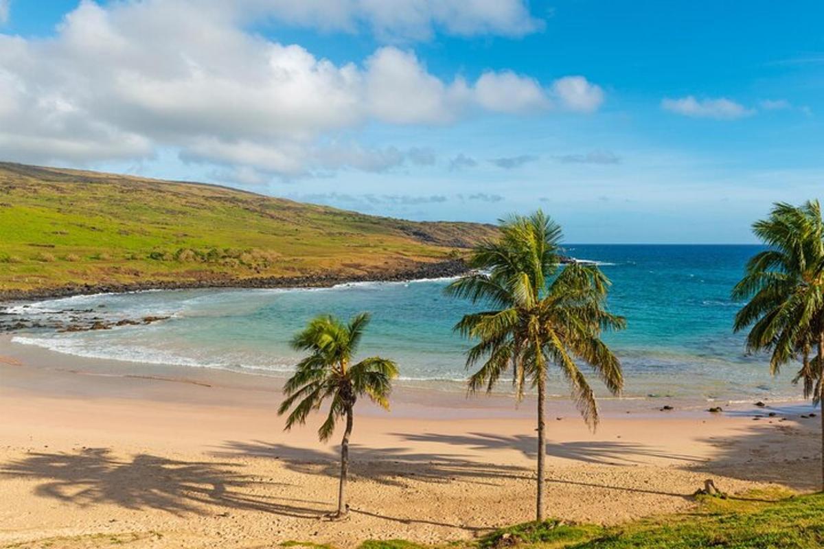two palm trees on a beach near the ocean