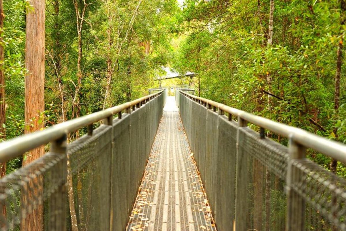 silta keskellä metsää