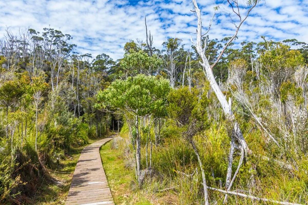a wooden path through a forest with trees
