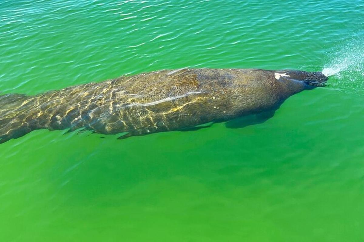 un animal mare înoată în apă