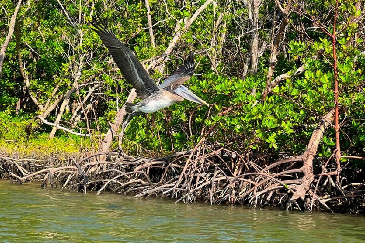 un uccello che vola sopra uno specchio d'acqua