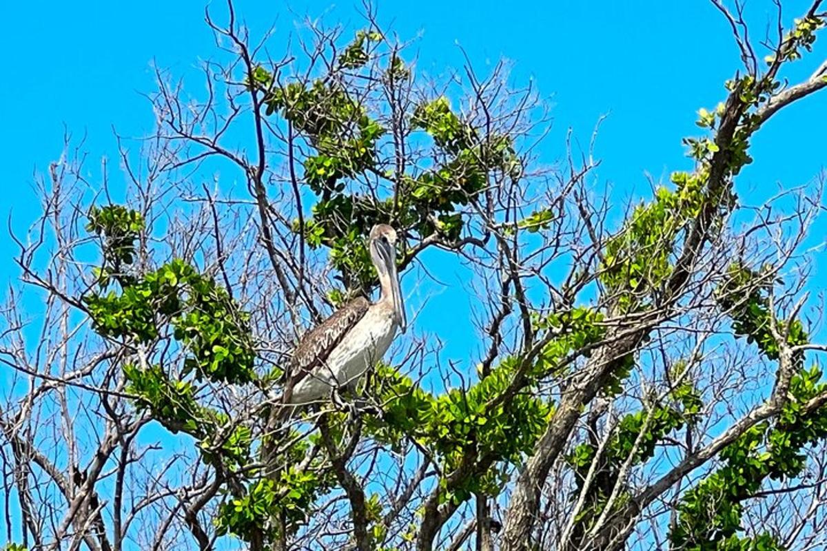 un uccello è seduto su un albero