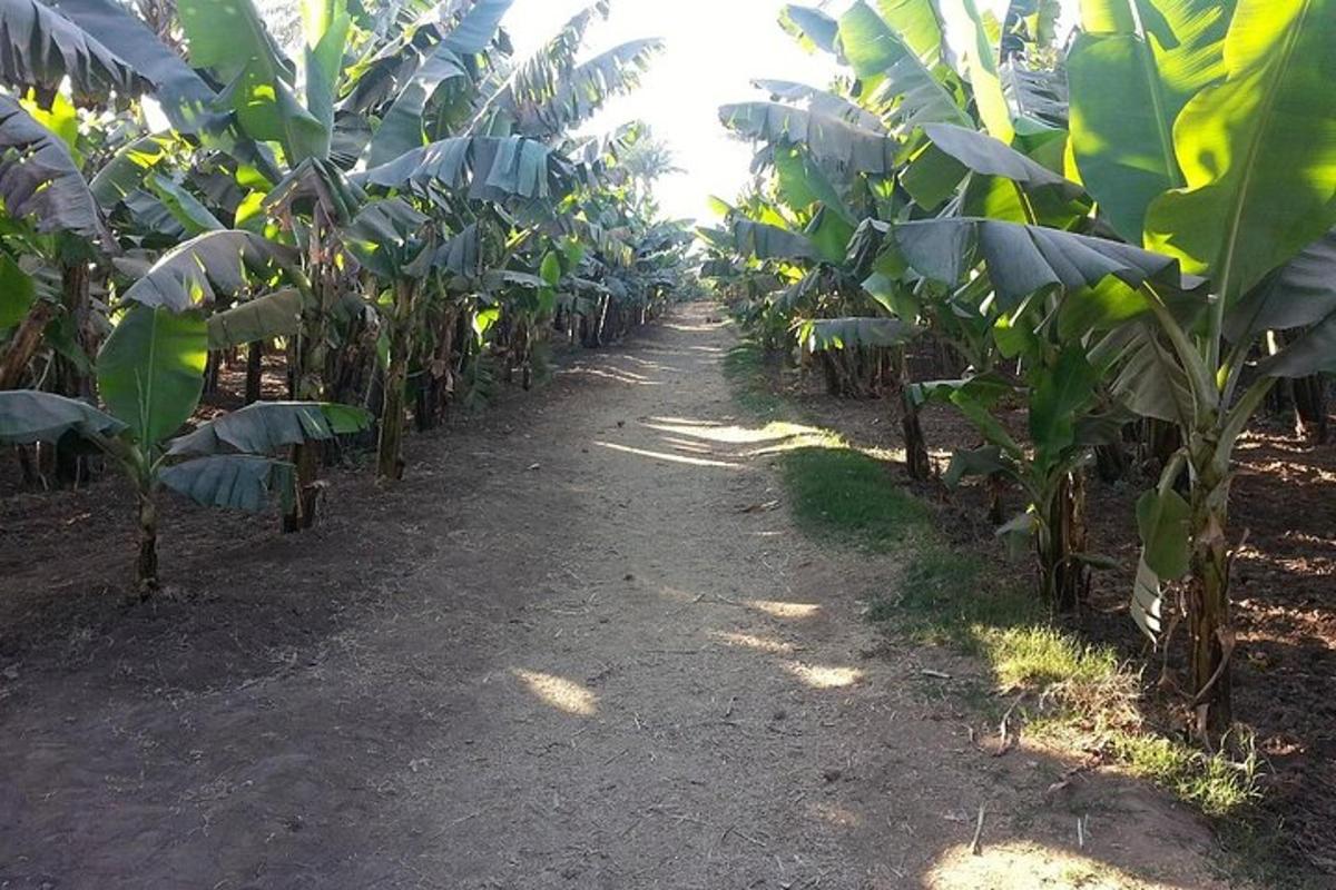 a row of banana trees in a field