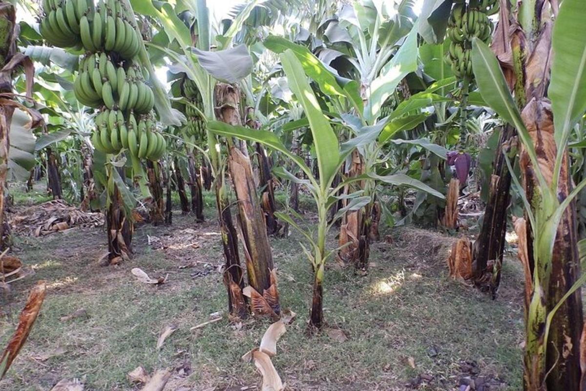 a bunch of bananas hanging from a banana tree