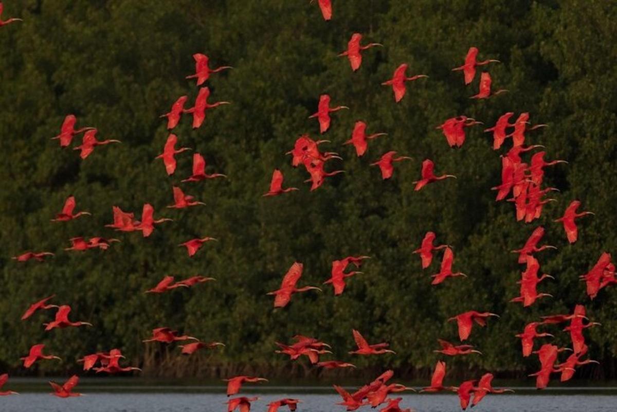 a flock of red birds flying over the water