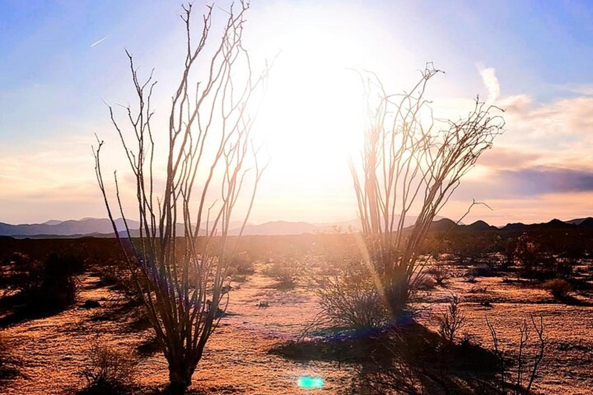 due piante nel deserto con il sole sullo sfondo
