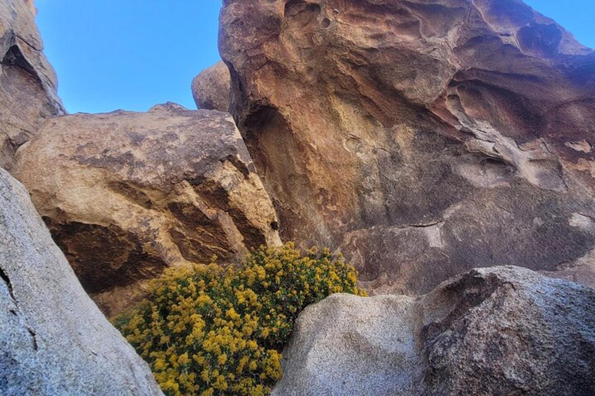 una pianta con fiori gialli che cresce tra due rocce