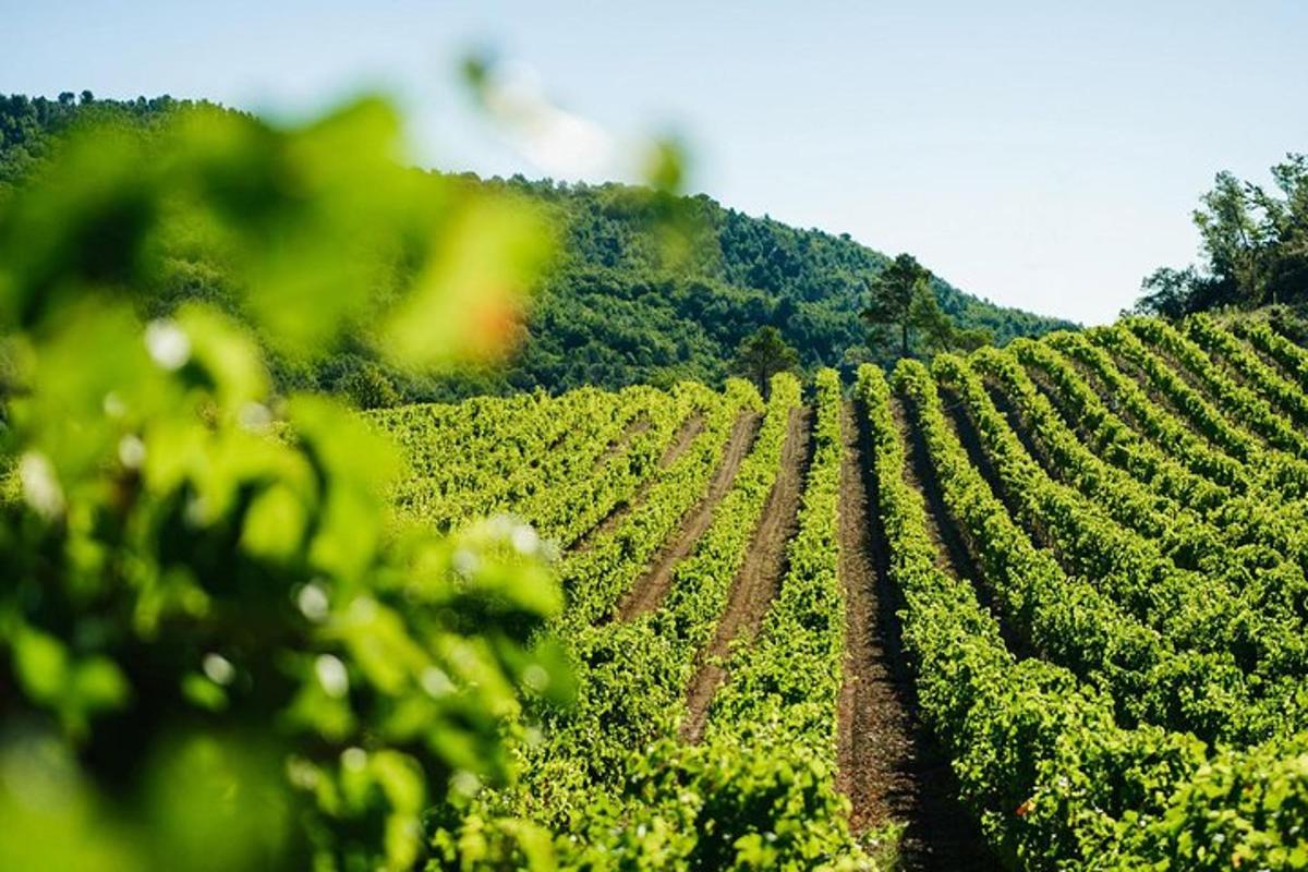 un campo coltivato con una collina sullo sfondo