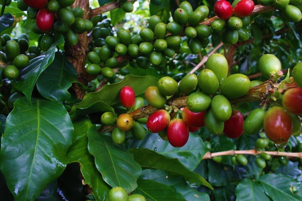 sekumpulan buah-buahan hijau dan merah di atas pokok