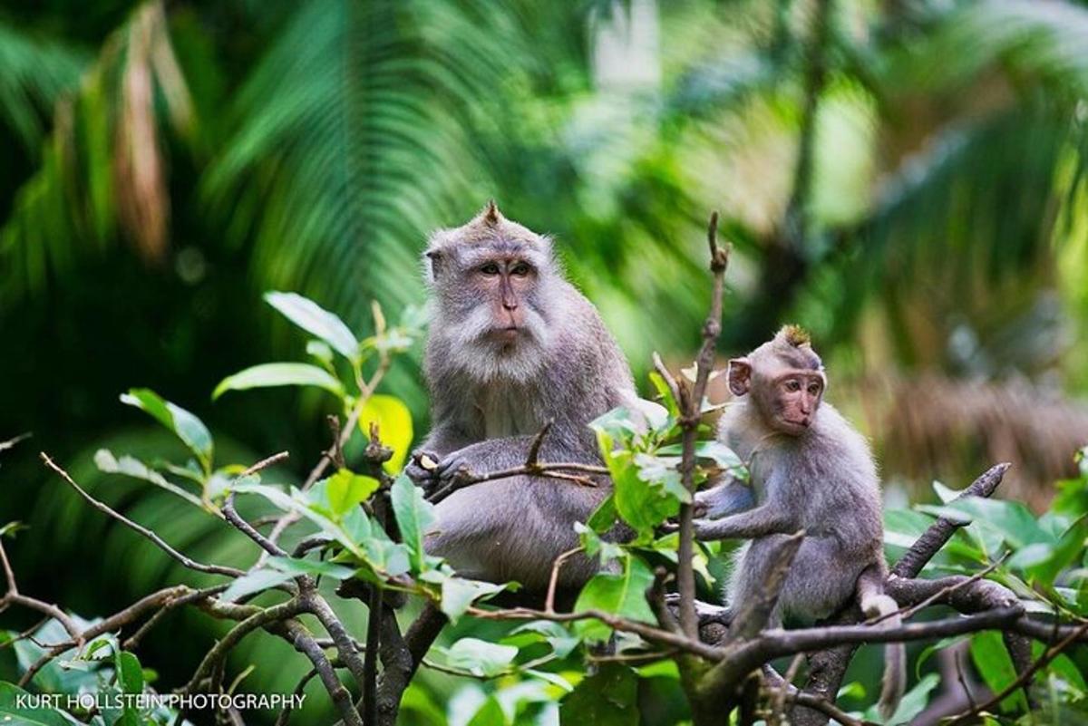 dos monos sentados en lo alto de un árbol
