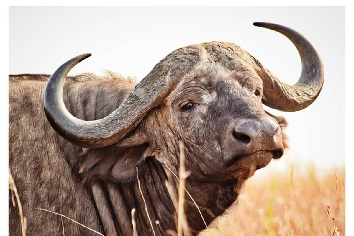 Un toro con cuernos largos parado en un campo