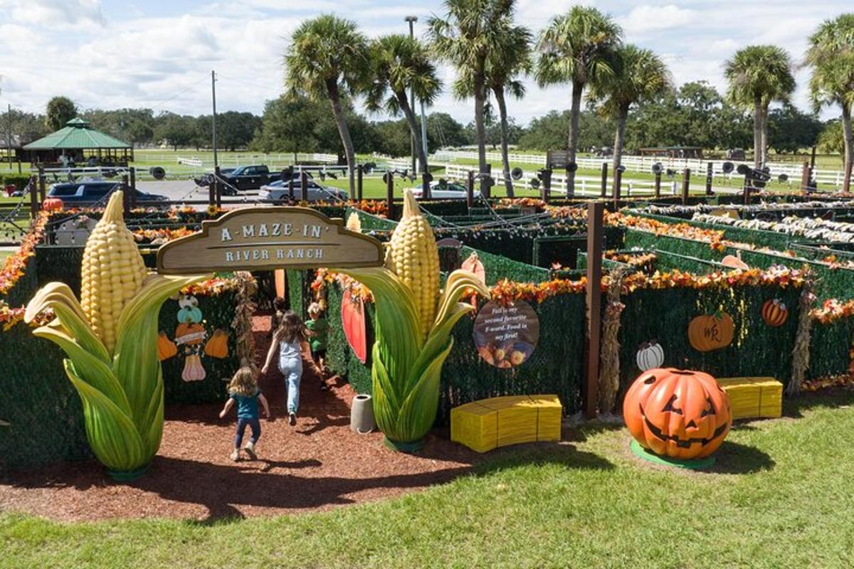 Un niño caminando por un jardín con calabazas.