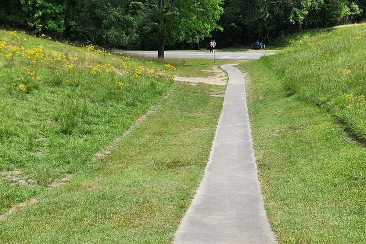 a path in the middle of a field of grass