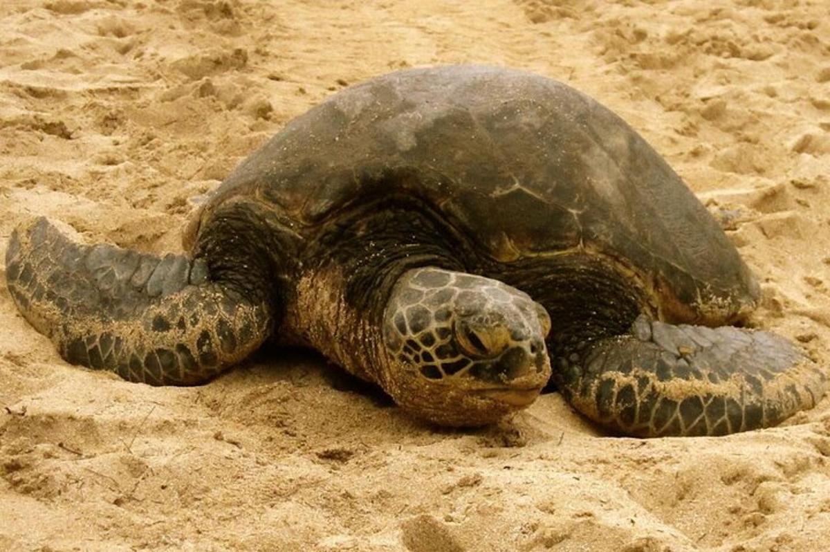 uma tartaruga marinha verde deitada na areia