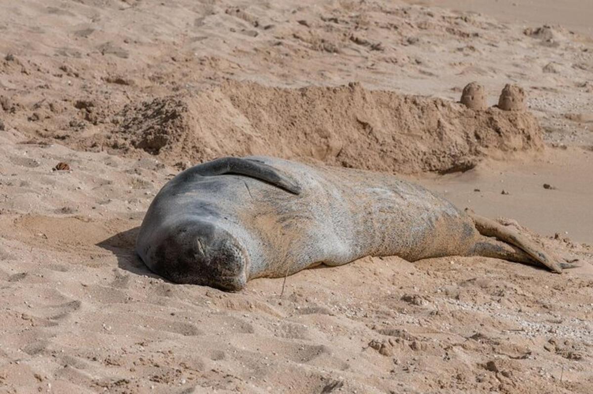 una foca sdraiata sulla sabbia su una spiaggia