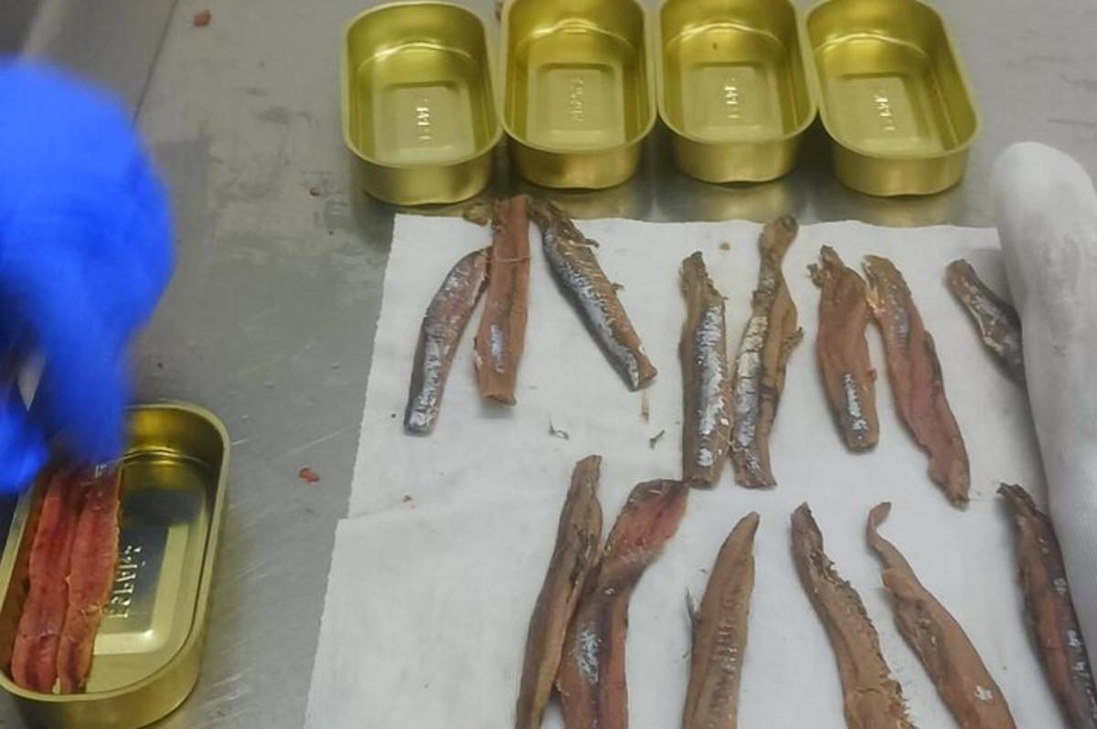 sekumpulan ikan duduk di atas meja