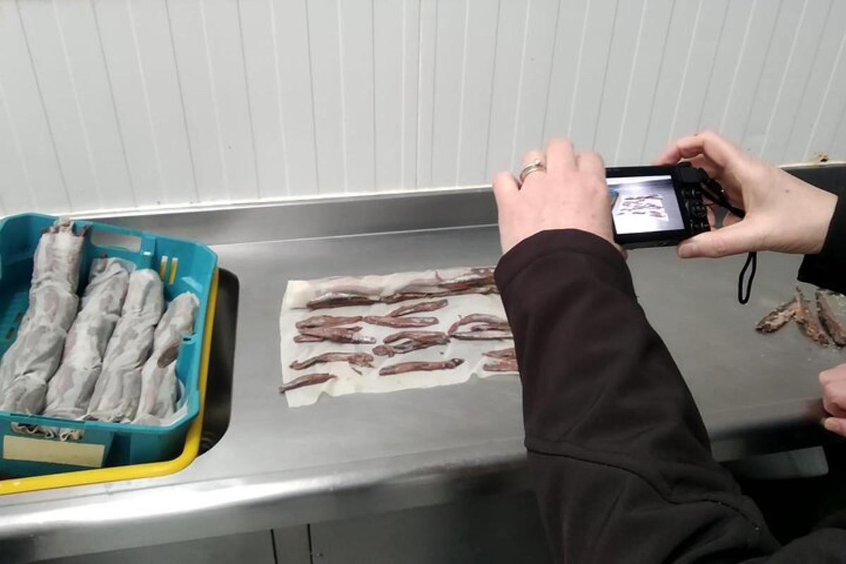 eine Person, die ein Foto von einem Regal mit Fleisch macht