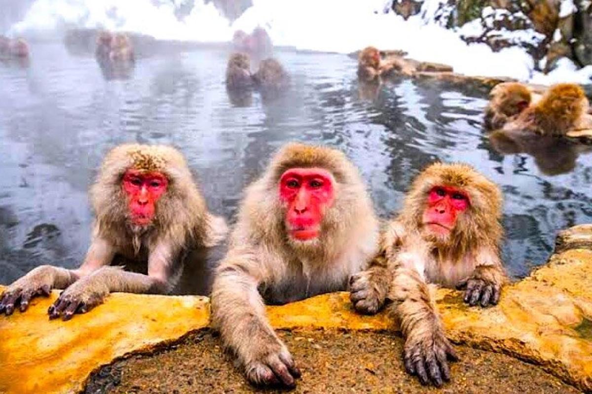 un gruppo di scimmie sedute in uno specchio d'acqua