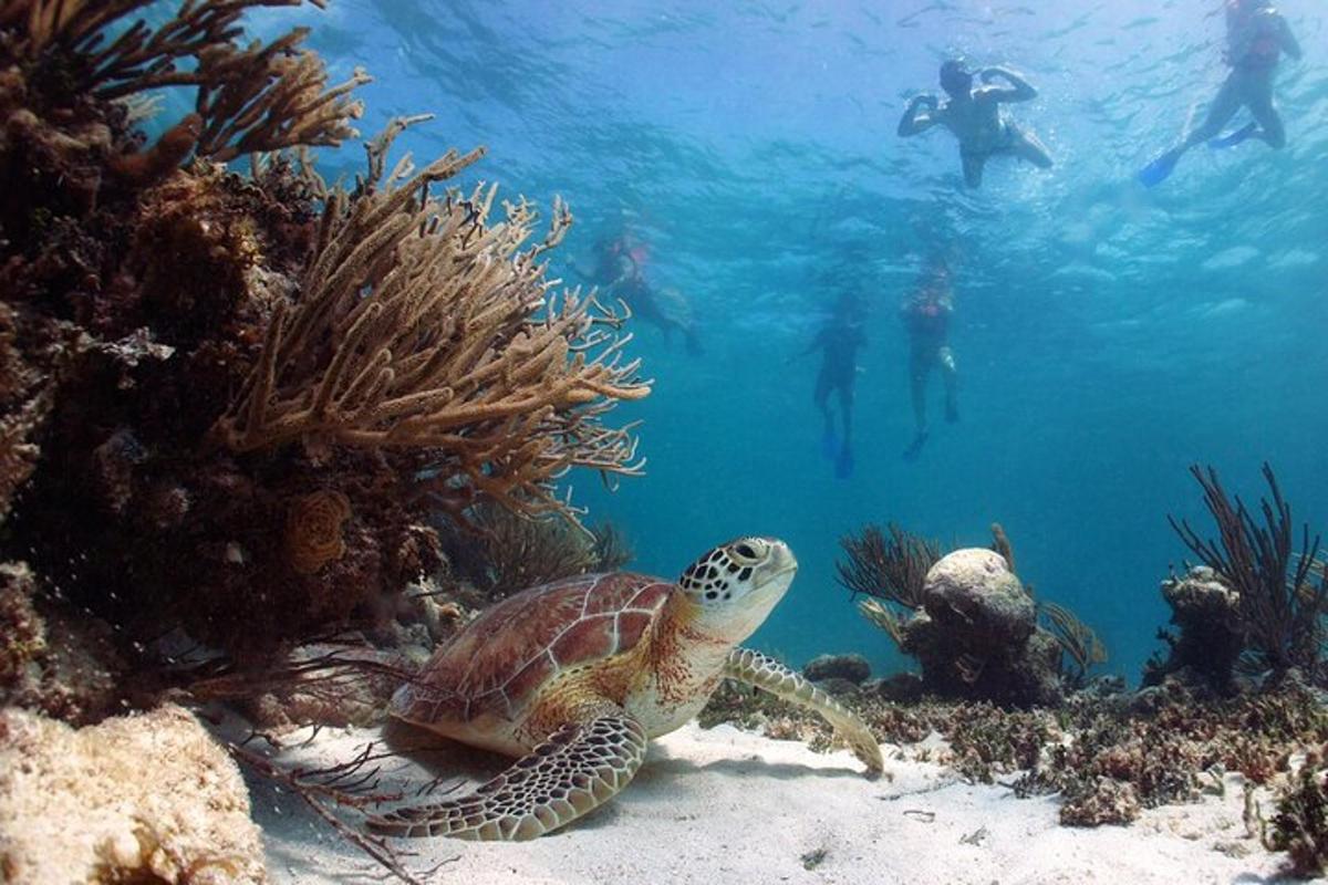 una tartaruga che nuota nell'oceano con le persone sott'acqua