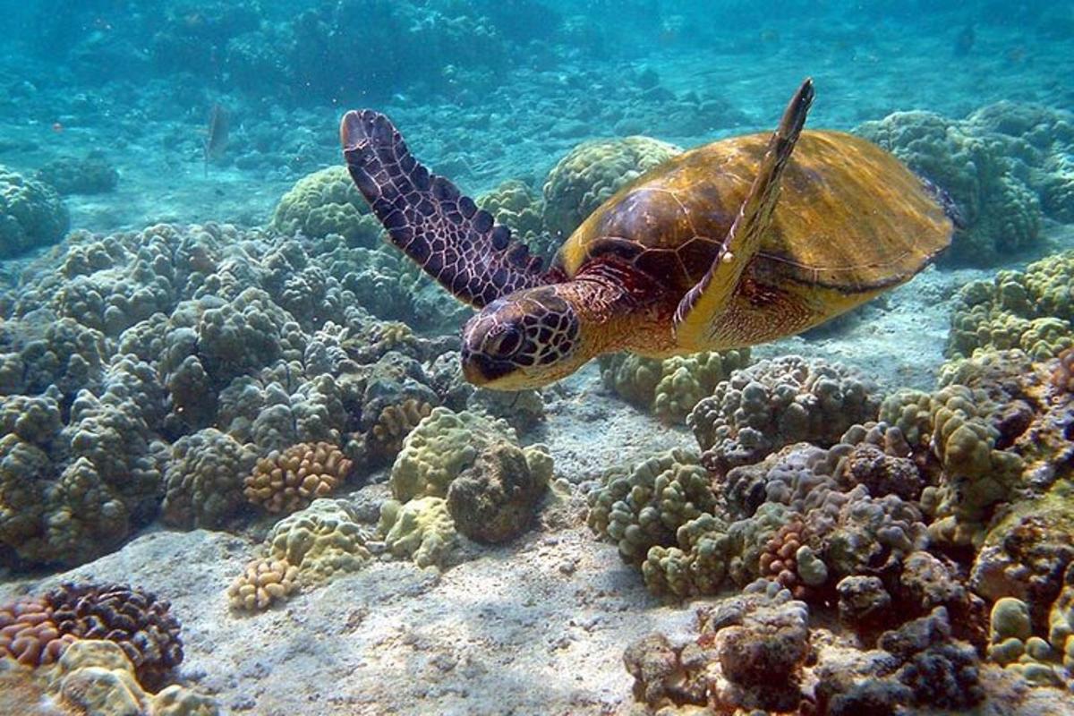 una tartaruga marina che nuota sopra una barriera corallina