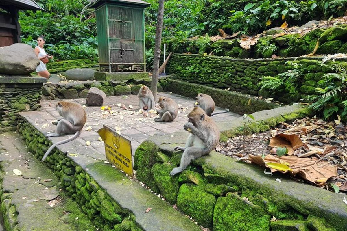 un grupo de monos sentados en el suelo