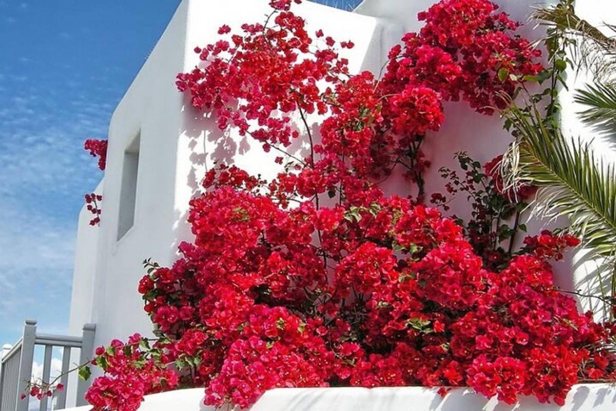 un mazzo di fiori rossi su un edificio bianco