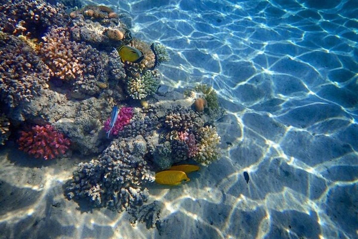 un'immagine di una barriera corallina nell'acqua