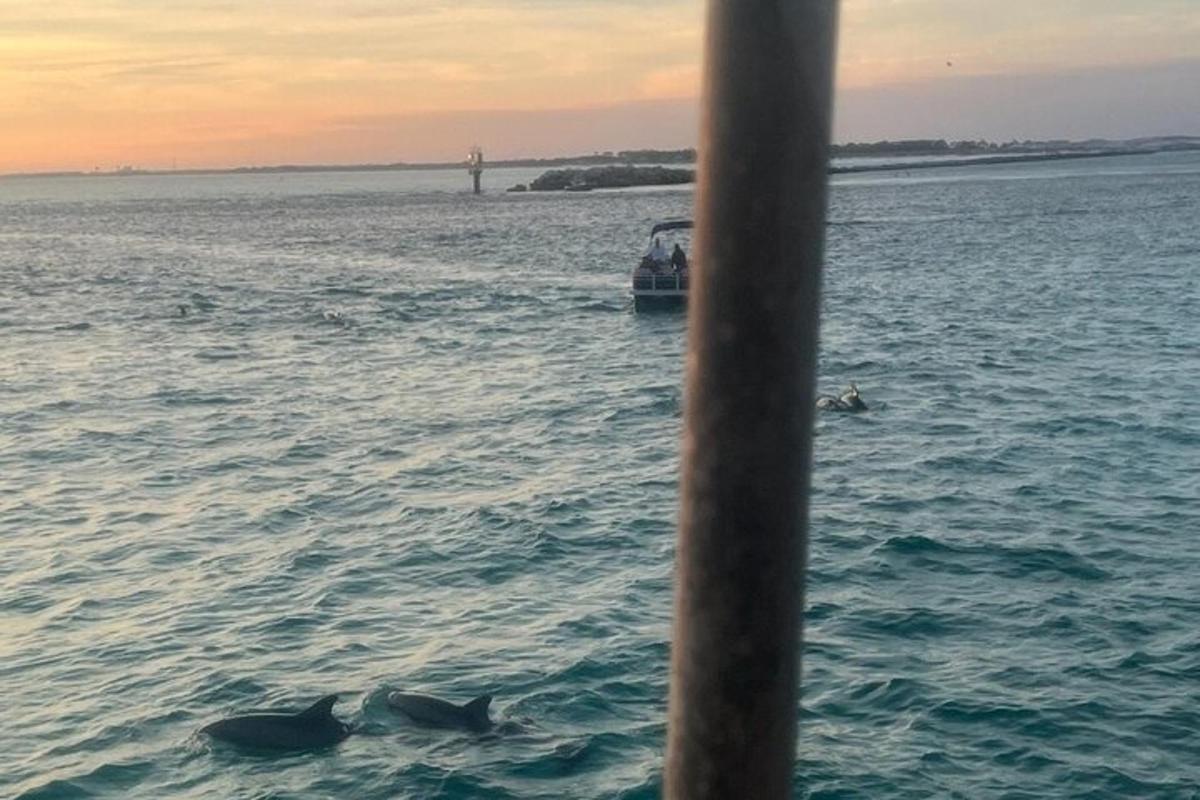 a group of dolphins in the water near a boat