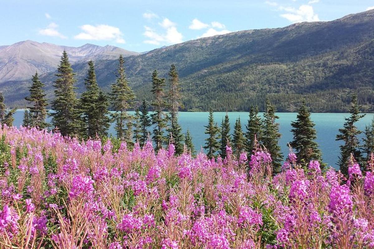 a field of purple flowers in front of a lake