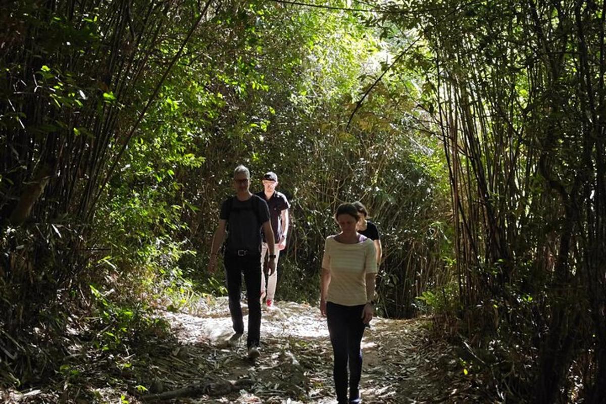 a group of people walking down a path through a bamboo forest