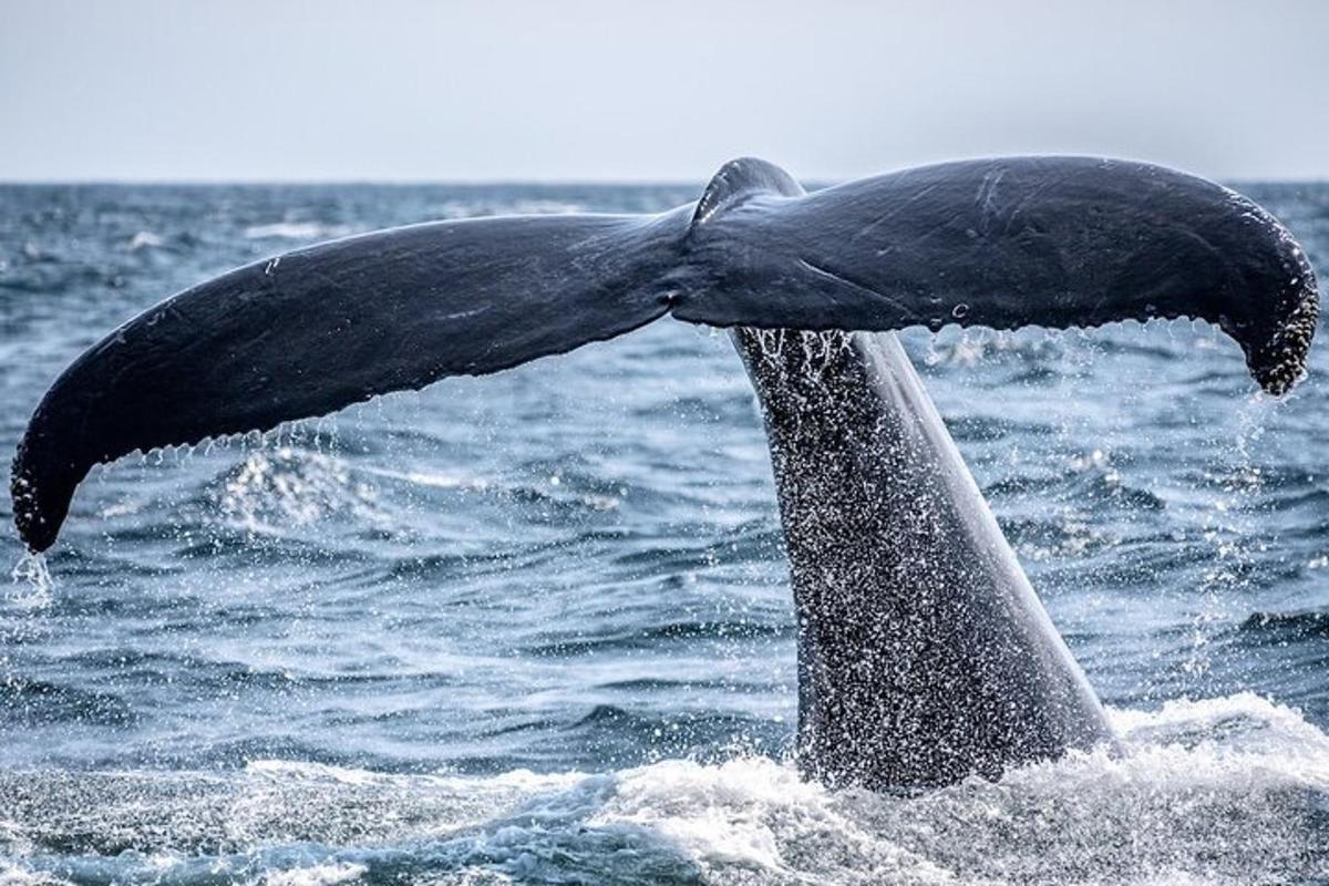 ein Buckelwalschwanz im Wasser