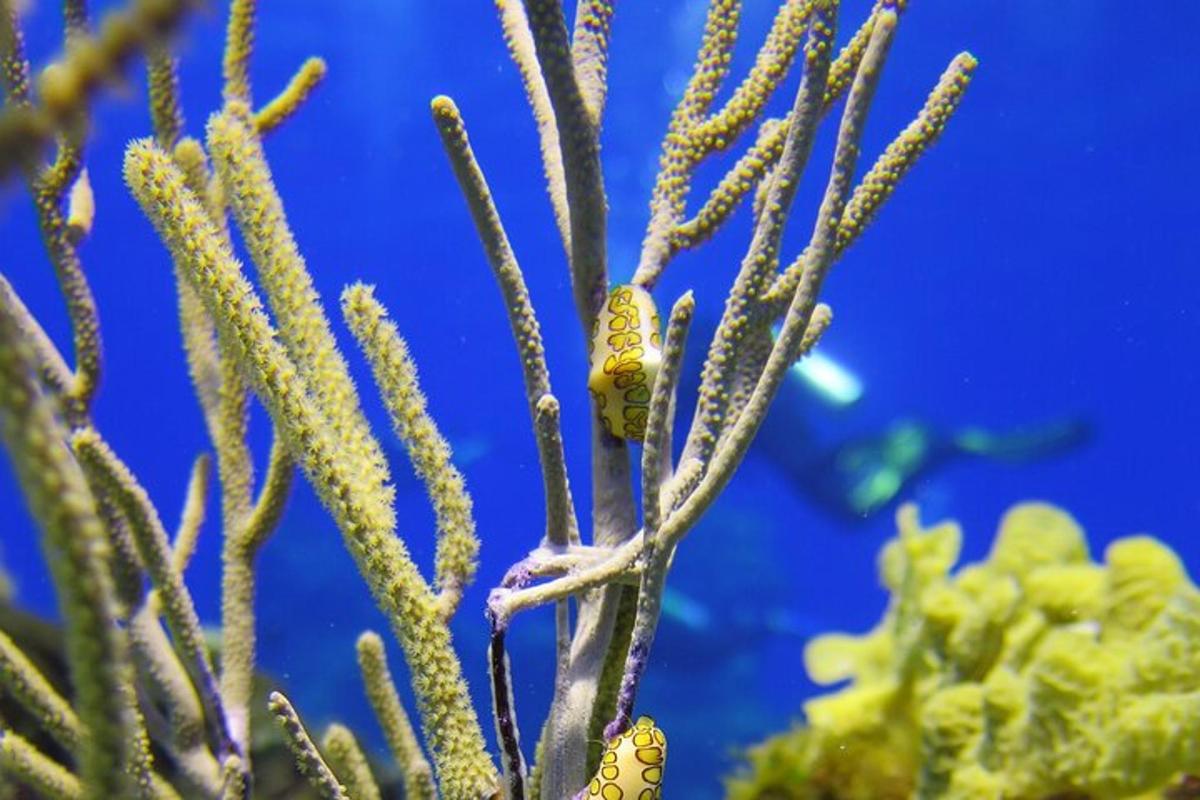 un peix està assegut sobre una planta en un aquari
