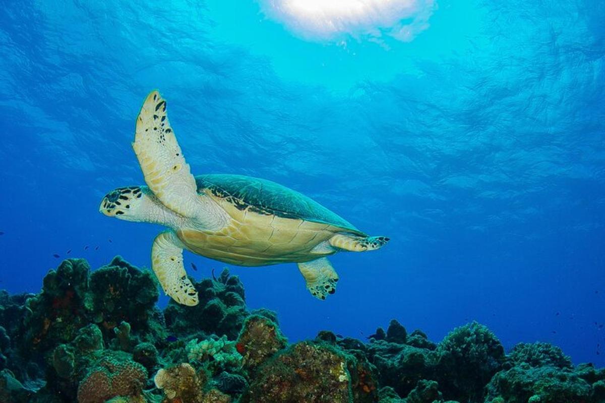 penyu hijau berenang di lautan