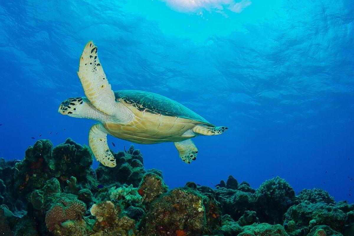 penyu laut hijau berenang di atas terumbu karang